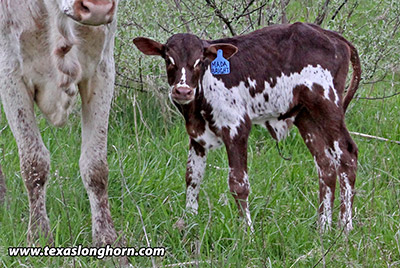 Mada Bright Calf 2019 - Photo Number: f_1710-calf.jpg