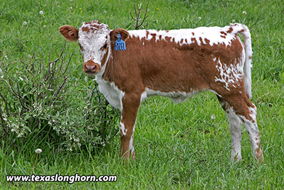 Fozell Calf 2019 - Photo Number: f_2314.jpg
