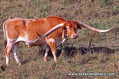 Iron Dance - Photo Number: f_7832.jpg