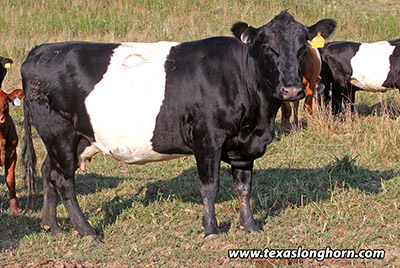Power Ploy - Photo Number: f_8060.jpg