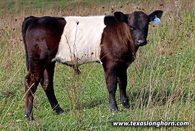 Pin Grab Calf 2020 - Photo Number: g_11121.jpg