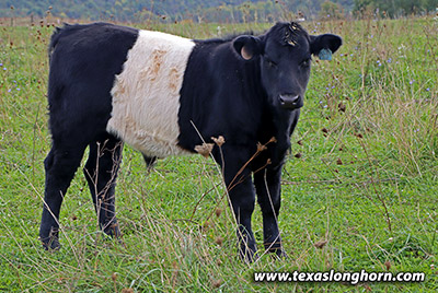 Power Clue Calf 2020 - Photo Number: g_11136.jpg