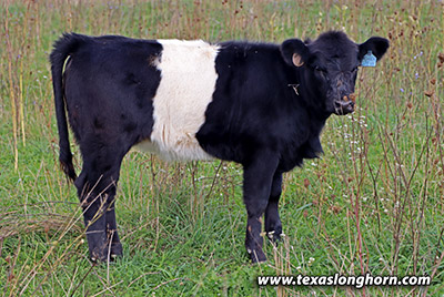 Cal Steve - Photo Number: g_11140.jpg