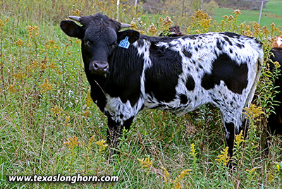 Tux Free #2 Calf 2020 - Photo Number: g_11782.jpg