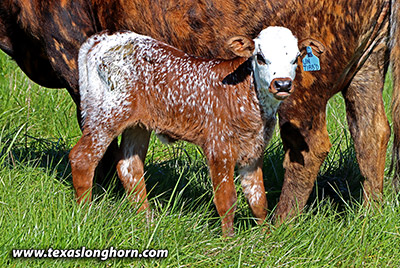 Fickle Flair - Photo Number: g_1511.jpg