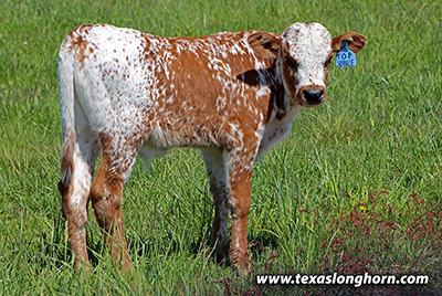 Top Jubilee Calf 2020 - Photo Number: g_2979.jpg