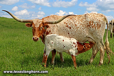 Madora - Photo Number: g_3501.jpg