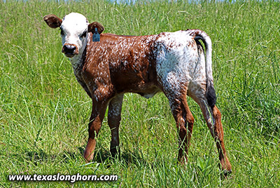 Fickle Flair - Photo Number: g_3822.jpg