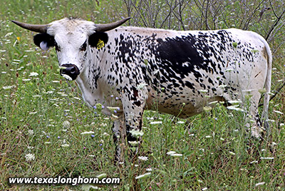 Spokes Buzz - Photo Number: g_6965.jpg