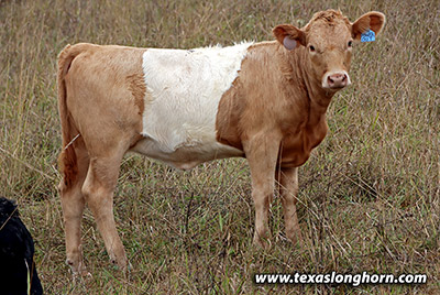 Power Out Calf 2020 - Photo Number: g_7889.jpg