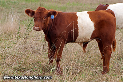 Fun Fling Calf 2020 - Photo Number: g_7953.jpg