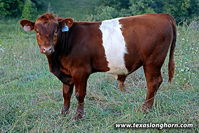 Memory Keeper Calf 2020 - Photo Number: g_7981.jpg