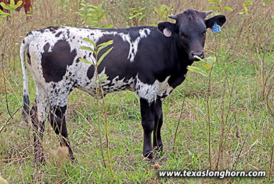Tux Free #2 Calf  2020 - Photo Number: g_8634.jpg