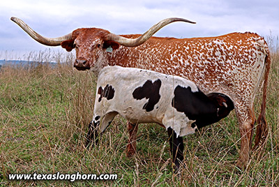 Speckled Iron - Photo Number: g_8904.jpg