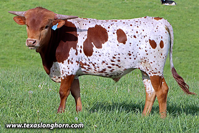 Shoo Span - Photo Number: h_1560.jpg