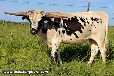 Point To Beat Calf 2019 - Photo Number: h_3270.jpg