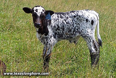 Over Lap Calf 2021 - Photo Number: h_4217.jpg