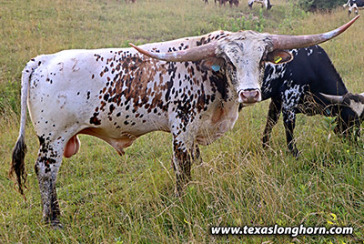 Venom - Photo Number: h_4258.jpg