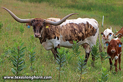 Tuff Luck - Photo Number: h_4622.jpg