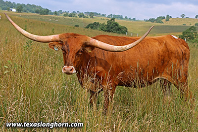 Fiddle Sticks - Photo Number: h_4638.jpg