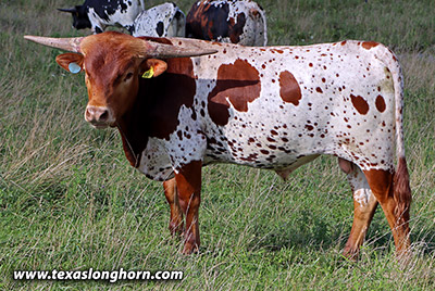 Shoo Span - Photo Number: h_6024.jpg