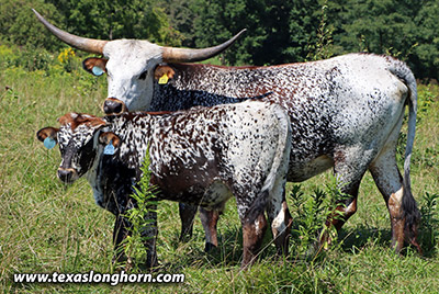 Shoo Galore - Photo Number: h_6541.jpg