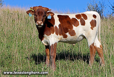 Toss The Jam Calf 2021 - Photo Number: h_7838.jpg