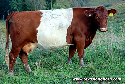 Scarlet Queen - Photo Number: h_7923.jpg