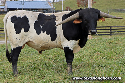 Slamborena Line Calf 2005 - Photo Number: h_9256.jpg