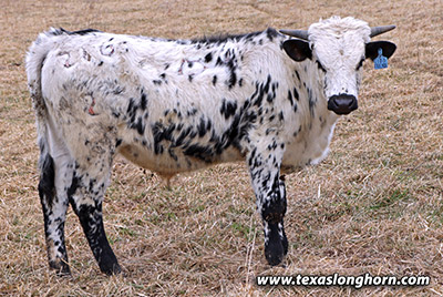 Tibb Friendly Calf 2022 - Photo Number: j_10722.jpg