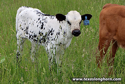 Tibb Friendly Calf 2022 - Photo Number: j_2738.jpg