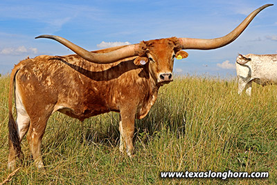 Horn Pipe - Photo Number: j_4944.jpg