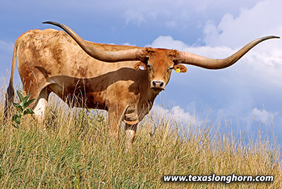 Horn Pipe - Photo Number: j_5797.jpg