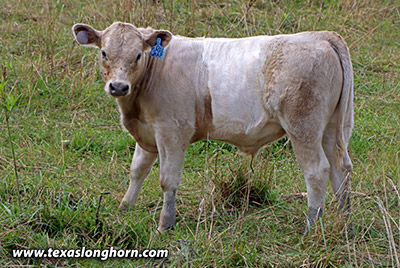 Silver Razor - Photo Number: j_6833.jpg