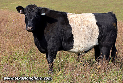 Graphic Tally Calf 2021 - Photo Number: j_9991.jpg