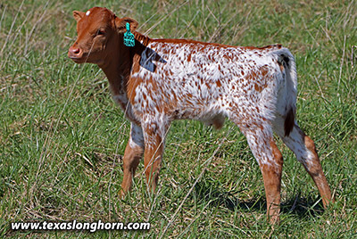 Darby - Photo Number: k_1081.jpg