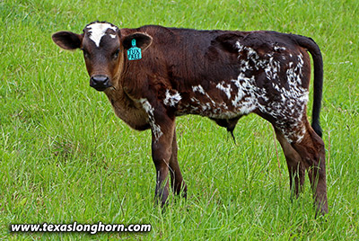 Tux Free Calf 2023 - Photo Number: k_2536.jpg