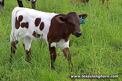 Havana Thorn Calf 2023 - Photo Number: k_2758.jpg