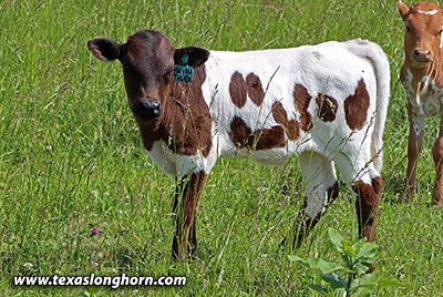Havana Thorn Calf 2023 - Photo Number: k_3149.jpg
