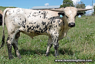 Tibb Friendly Calf 2022 - Photo Number: kj_4211.jpg