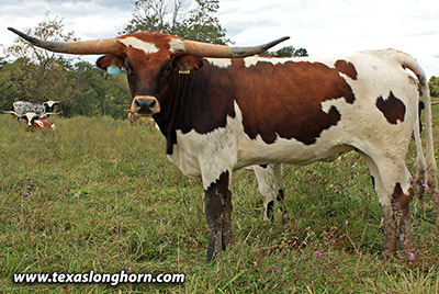 Marked Yell - Photo Number: kj_5123.jpg