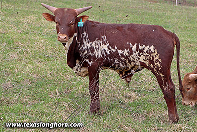 Titan's Mada Calf 2023 - Photo Number: m_0194.jpg