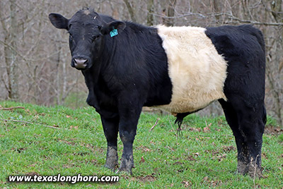 Smoking Flower Calf 2023 - Photo Number: m_0216.jpg