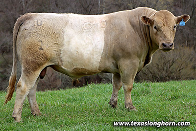 Silver Razor - Photo Number: m_0282.jpg
