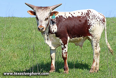 Titan's Nala Calf 2023 - Photo Number: m_0498.jpg