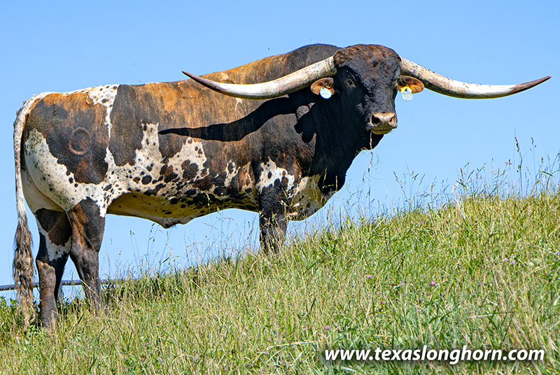 Ice Pick - Texas Longhorn Bull