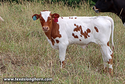 The Ace Of Roses Calf 2024 - Photo Number: m_3185.jpg
