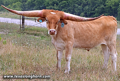 So Aloof Calf 2021 - Photo Number: m_4046.jpg