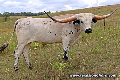 Briar Point Calf 2021 - Photo Number: m_4065.jpg