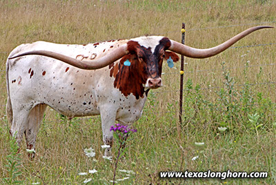 Jam'N Jest Calf 2019 - Photo Number: m_4070.jpg